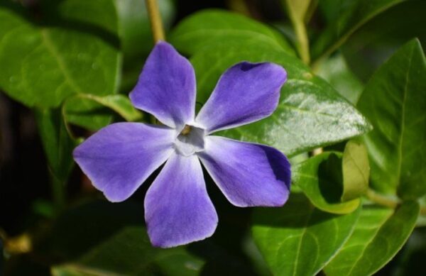 Vinca, uma planta fácil de cultivar: algumas dicas