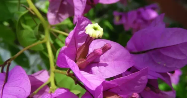 Você ama as cores da buganvília? Aprenda a cultivá-la em vasos e descubra como fazê-la trepar