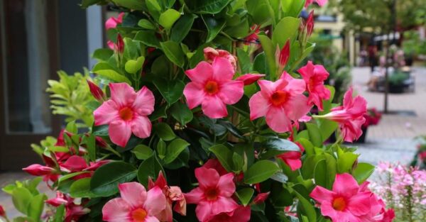 Você conhece a dipladenia? Aqui estão todas as dicas para cultivá-lo mesmo na sua varanda