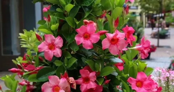 Você conhece a dipladenia? Aqui estão todas as dicas para cultivá-lo também na sua varanda.