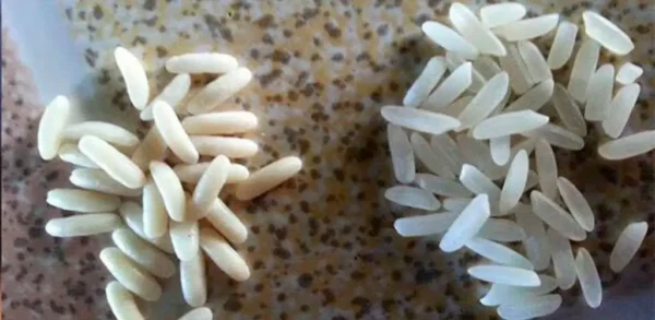 Você consegue distinguir o arroz verdadeiro do arroz plástico?