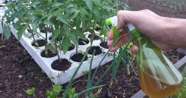 Você deve fazer isso com as mudas antes de plantá-las ao ar livre – os jardineiros fazem isso