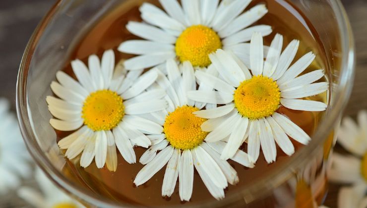 camomila para pele com rugas