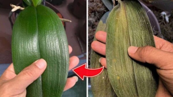 Você está tendo problemas com suas orquídeas? Dicas e conselhos