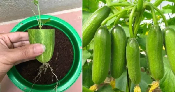 Você ficará surpreso ao propagar pepinos desta maneira: propagá-los infinitamente