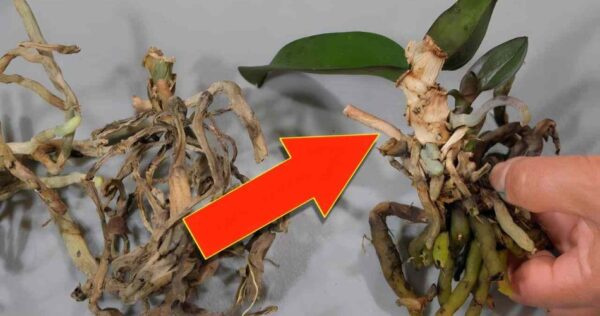 Você nunca mais jogará fora orquídeas velhas depois de ver esse truque