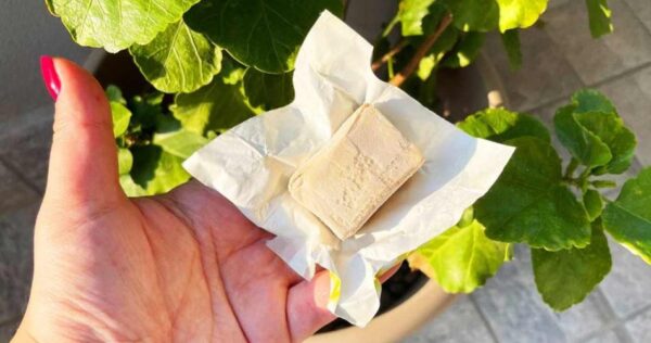 Você pode usar fermento vencido? Sim, faça fertilizante!