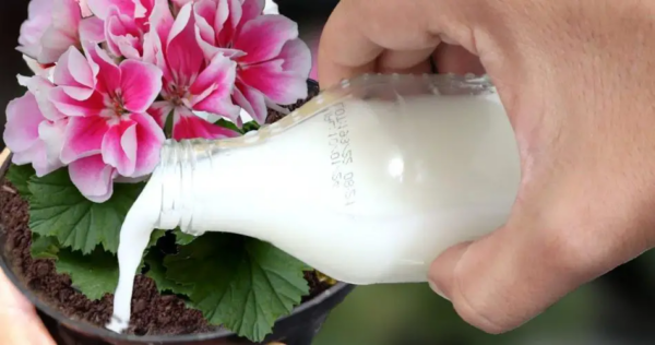 Você precisa aplicar essa água se quiser fazer uma planta florescer muito rapidamente.