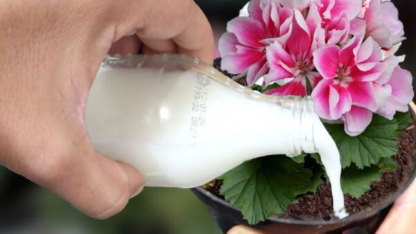 Você precisa aplicar esta água se quiser que a planta floresça muito rapidamente