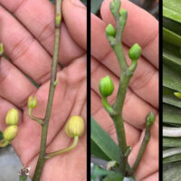 Você quer que suas orquídeas sejam felizes? florescer o ano todo? Então nunca jogue fora as cascas dos ovos!