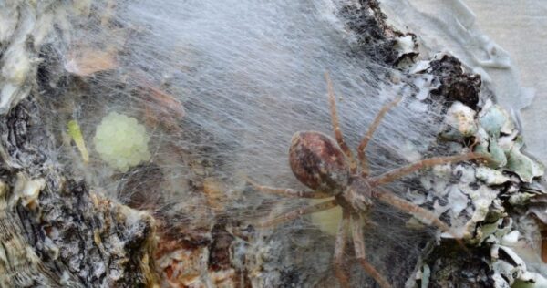 Você sabe como eliminar as aranhas e seus ovos da sua casa? Aqui está o truque infalível!