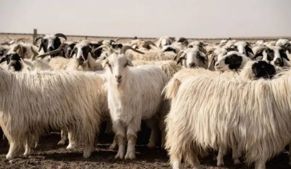 Você sabe de que é feita a caxemira animal? Talvez você não esperasse