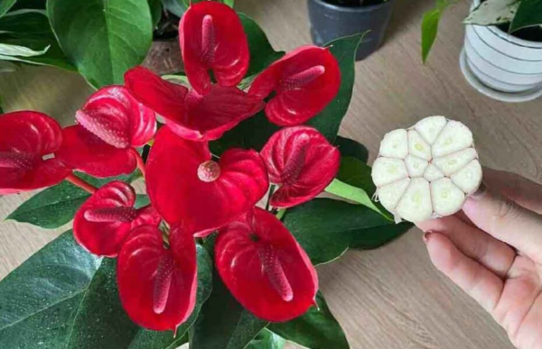 Você sabia que esse truque maravilhoso pode ajudar seu antúrio a florescer?