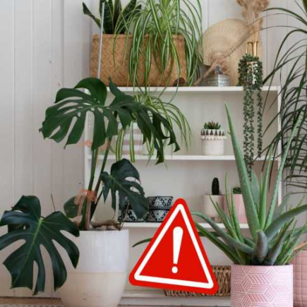 Você tem essas plantas em casa, mas não sabe que são muito perigosas