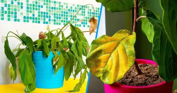 Você tem medo de que o frio danifique suas plantas? Portanto, você deve fazer isso sem demora.