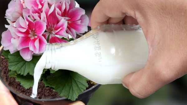 Você tem que aplicar esta água se quiser que alguma planta floresça muito rápido