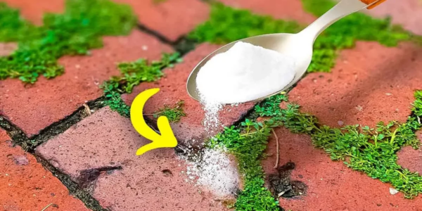 Wie entfernt man Unkraut und Moos von Pflastersteinen?