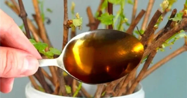 com este adjuvante natural você pode enraizar qualquer planta.