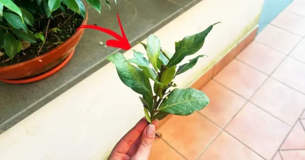 como usar louro em casa e em remédios naturais