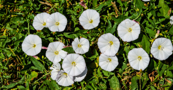 dicas para FINALMENTE se livrar da trepadeira