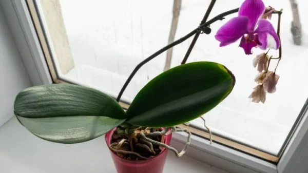 Água de arroz melhora a saúde da orquídea, regar com alho rejuvenesce e acelera a floração