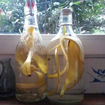 Água de banana: o fertilizante perfeito para suas plantas