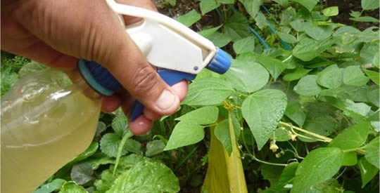 Álcool de alho: como preparar o inseticida natural mais poderoso do mundo