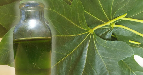 Óleo de folha de figueira: a antiga receita curativa dos nossos avós