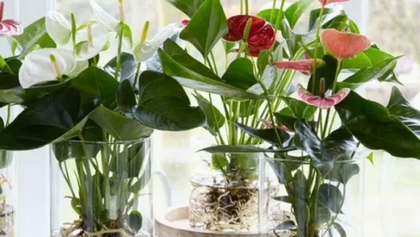 plantas para serem mantidas em vasos cheios de água