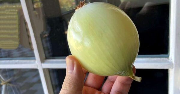 É por isso que muitas pessoas esfregam uma fatia de cebola nas janelas de suas casas.