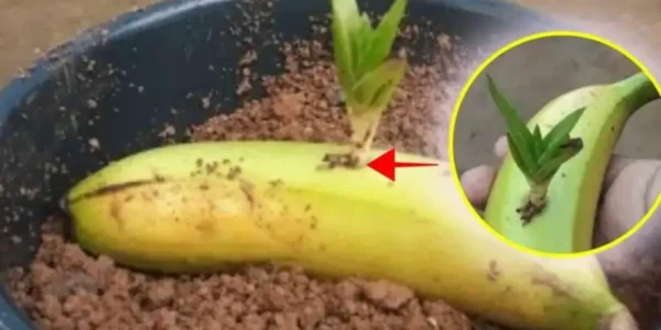 É por isso que você deve colocar aloe vera em uma banana