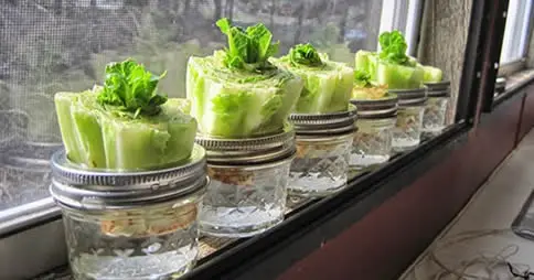 É por isso que você precisa comer alho cru todas as manhãs com o estômago vazio.