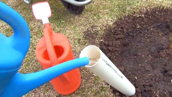 Árvore, como plantá-la para fazê-la crescer 3 vezes mais rápido