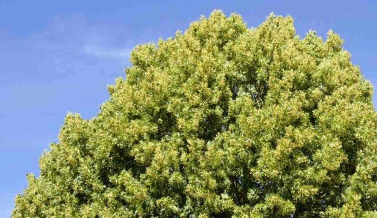 Como fazer uma árvore crescer rápido Como fazer uma árvore crescer rápido