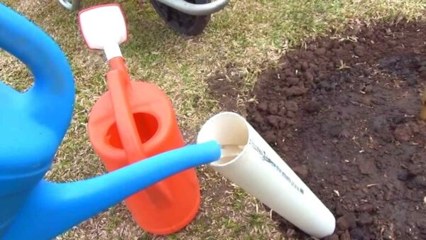 Árvore, como plantá-la para fazê-la crescer 3 vezes mais rápido