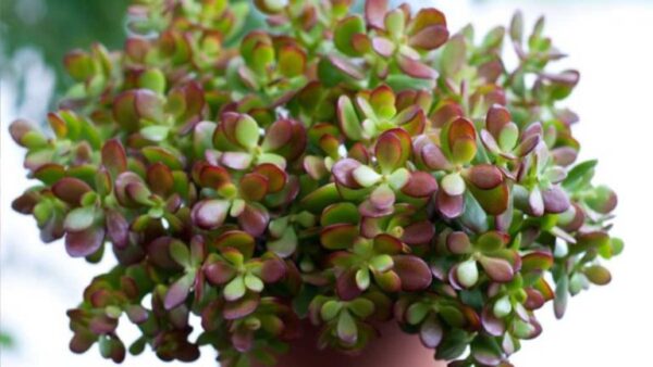 Árvore de jade (Crassula ovata): a planta da felicidade – 8 regras básicas para deixá-la linda!