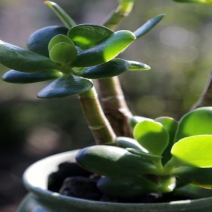 Árvore de jade ao sol, o que poderia acontecer com ela?