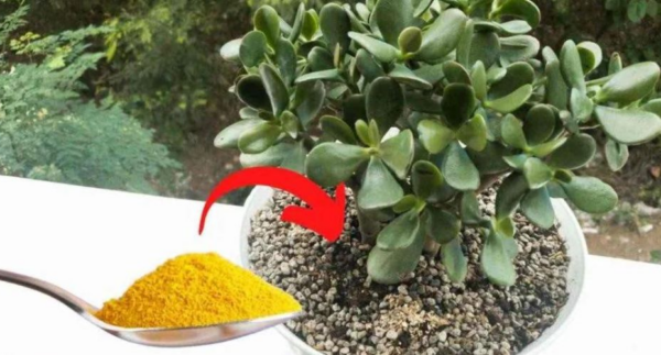 Árvore de jade, com apenas uma colher deste ingrediente ela floresce lindamente