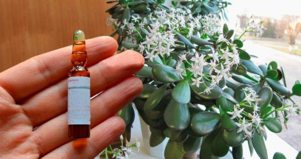 Árvore do dinheiro, este frasco é suficiente – todas as flores florescerão constantemente