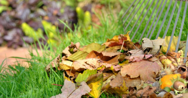  tipos de folhas para nunca fazer compostagem