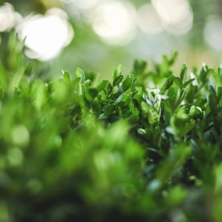 É um fungo muito perigoso que precisa ser combatido. Cylindrocladium buxicola