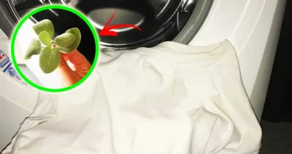 um pouco de sálvia é suficiente para tirar o cheiro de suor de camisas e vestidos