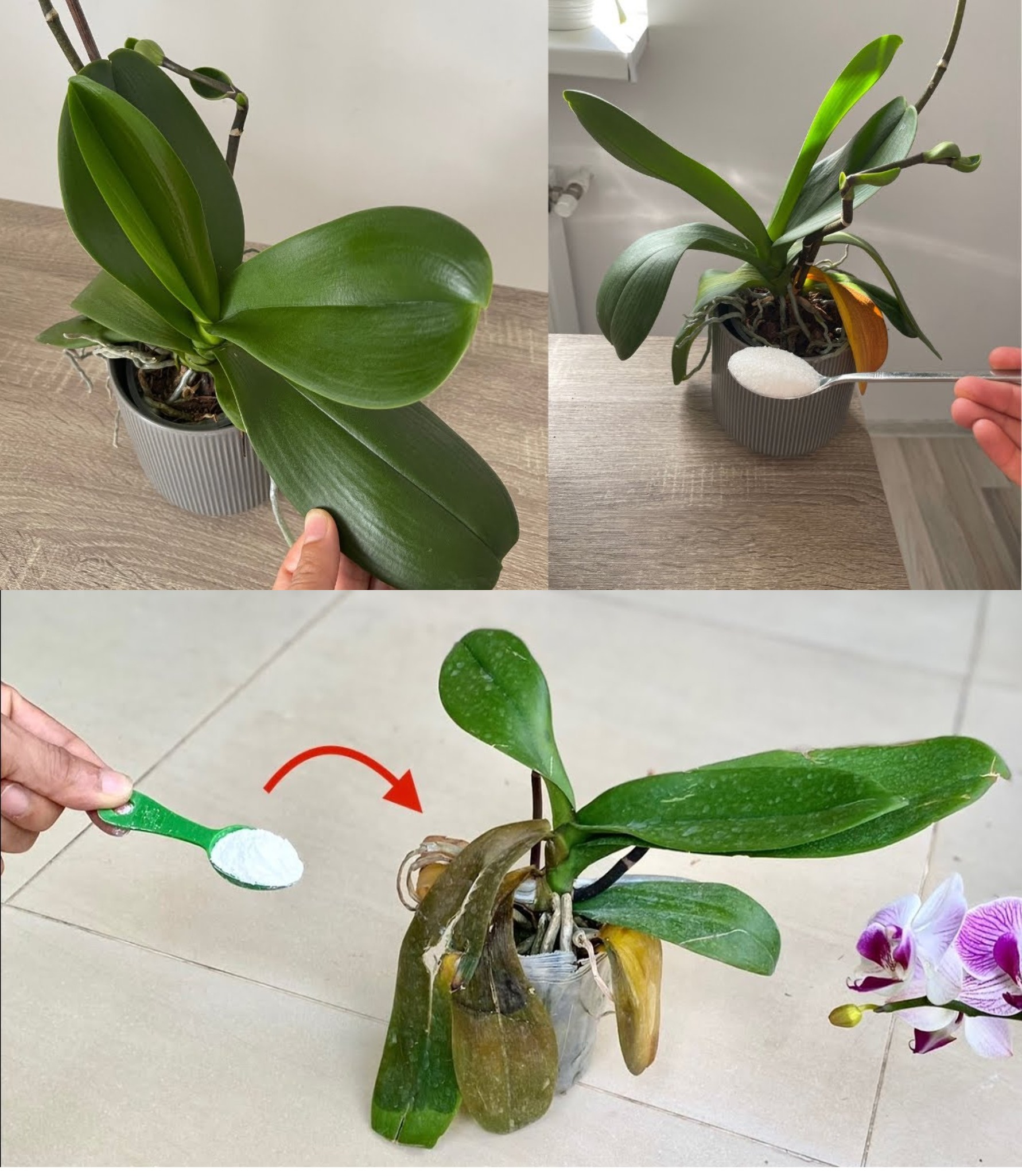 1 Prise reicht bei Pflanzen: reichlich vorhandene und lang anhaltende Blüte