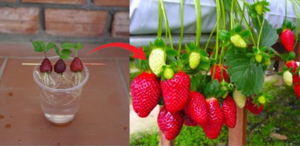 10 Geheimnisse für den Erdbeeranbau in Ihrem Garten