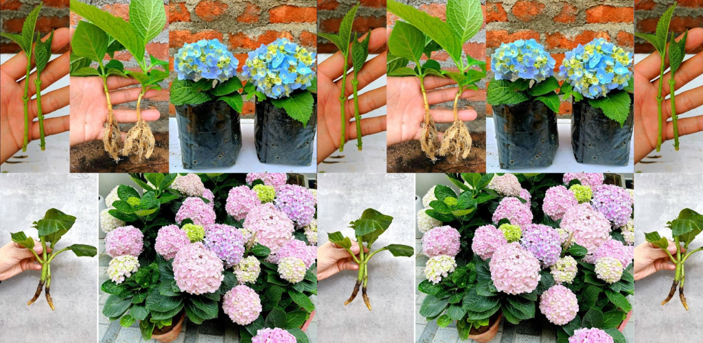 10 Geheimnisse, um mehr Blumen aus Ihren Hortensien zu bekommen