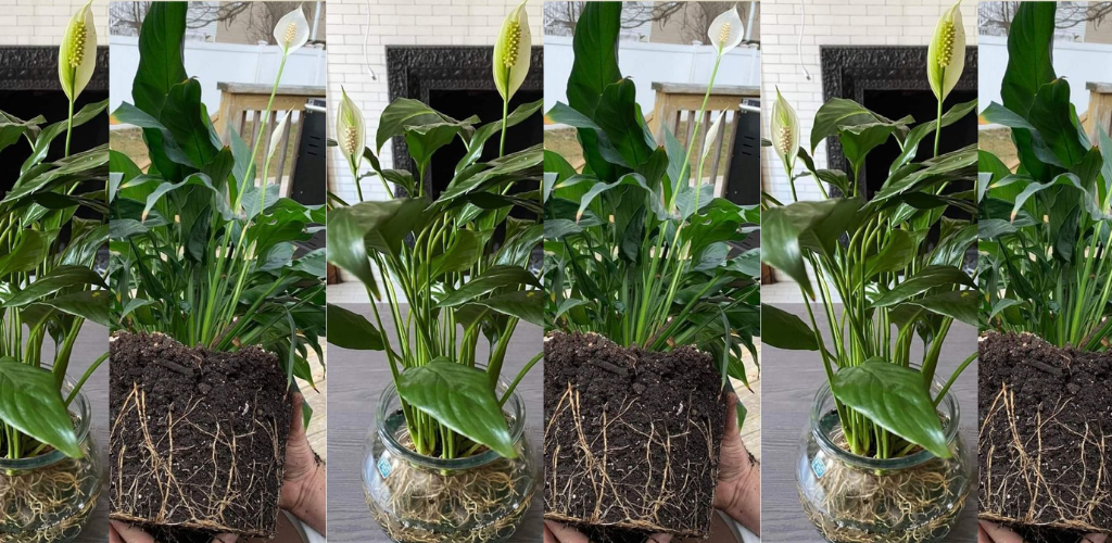 10 Möglichkeiten, Friedenslilien zum Blühen zu bringen