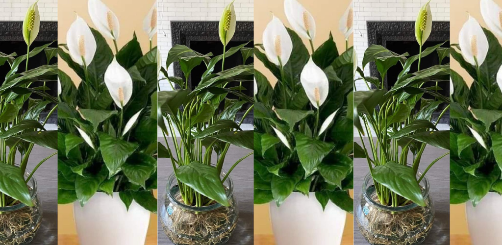 10 Möglichkeiten, Friedenslilien zum Blühen zu bringen