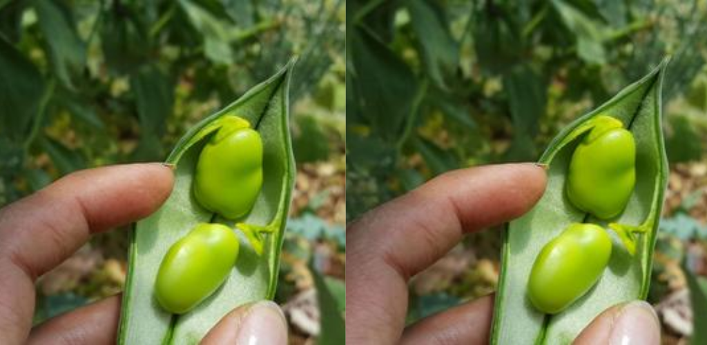 10 Möglichkeiten, ein Gewächshaus im Winter zu nutzen