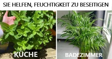 10 Pflanzen, die Feuchtigkeit von zu Hause absorbieren können