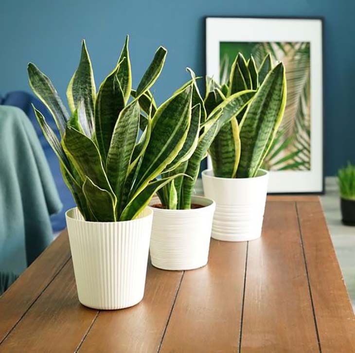 Sprache der Schwiegermutter